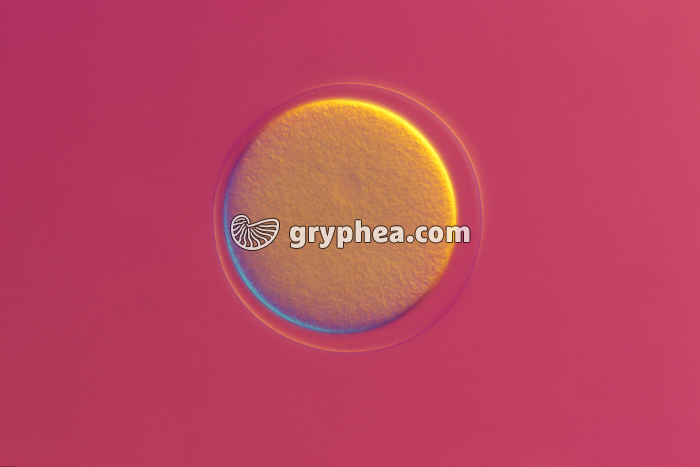 Oursin - Développement précoce - cellule-oeuf x100 - gryphea.com